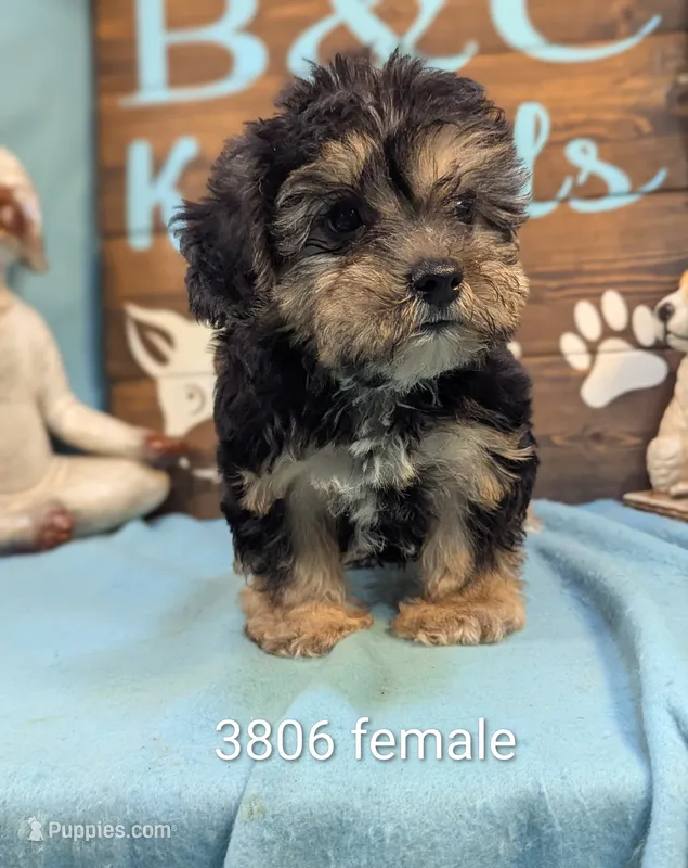 A DOLL ABLE – Bichon Frise, Yorkshire Terrier puppy for sale in DeKalb, IL