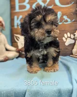 A DOLL ABLE, a female Bichon Frise and Yorkshire Terrier for sale in DeKalb, IL – 1 of 4