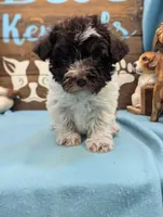 Schnoodle, a female Schnoodle for sale in DeKalb, IL – 2 of 4
