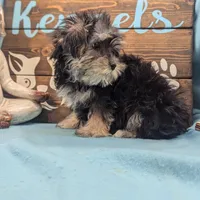 Yo-Chon, a female Bichon Frise and Yorkshire Terrier for sale in DeKalb, IL – Photo 3 of 3