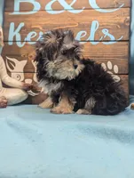 Yo-Chon, a female Bichon Frise and Yorkshire Terrier for sale in DeKalb, IL – Photo 3 of 3