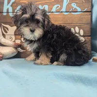 Yo-Chon, a female Bichon Frise and Yorkshire Terrier for sale in DeKalb, IL – Photo 2 of 3