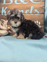 Yo-Chon, a female Bichon Frise and Yorkshire Terrier for sale in DeKalb, IL – Photo 2 of 3