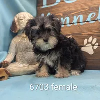Yo-Chon, a female Bichon Frise and Yorkshire Terrier for sale in DeKalb, IL – Photo 1 of 3