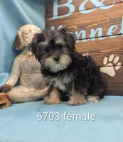 Yo-Chon, a female Bichon Frise and Yorkshire Terrier for sale in DeKalb, IL – Photo 1 of 3