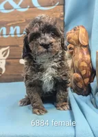 Blue merle, a female Poodle - Toy  for sale in DeKalb, IL – Photo 1 of 3