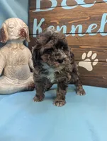 Blue merle, a female Poodle - Toy  for sale in DeKalb, IL – Photo 2 of 3