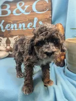 Blue merle, a female Poodle - Toy  for sale in DeKalb, IL – Photo 3 of 3