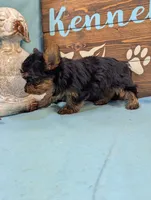 Mr Yorkie, a male Yorkshire Terrier for sale in DeKalb, IL – 3 of 4