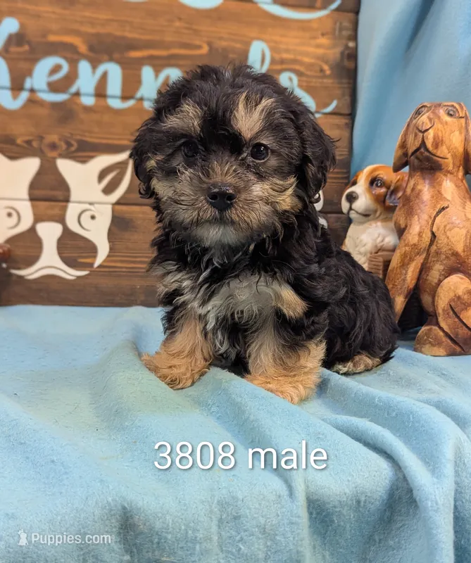 A DOLL ABLE – Bichon Frise, Yorkshire Terrier puppy for sale in DeKalb, IL