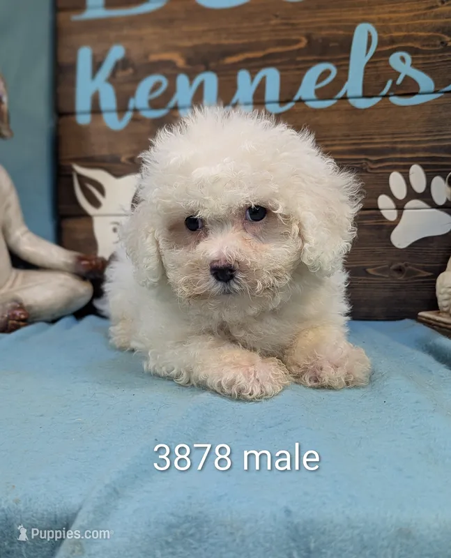Fluffy – Bichon Frise, Maltese puppy for sale in DeKalb, IL