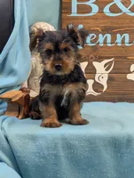 Mr Yorkie, a male Yorkshire Terrier for sale in DeKalb, IL – 2 of 4