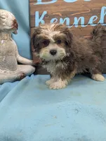 Teddybear, a male Shichon for sale in DeKalb, IL – 3 of 3