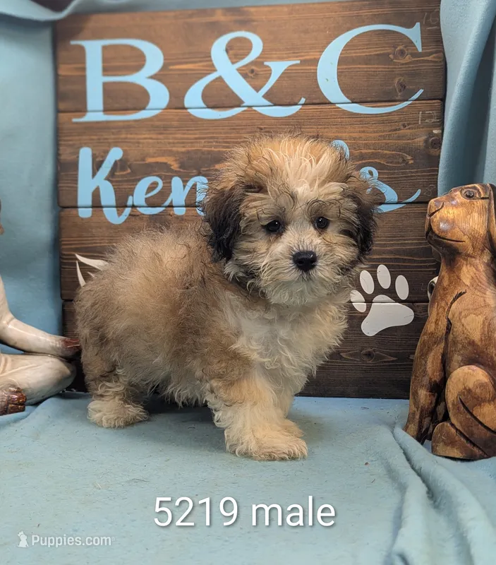 Teddybear – Bichon Frise, Shih Tzu puppy for sale in DeKalb, IL