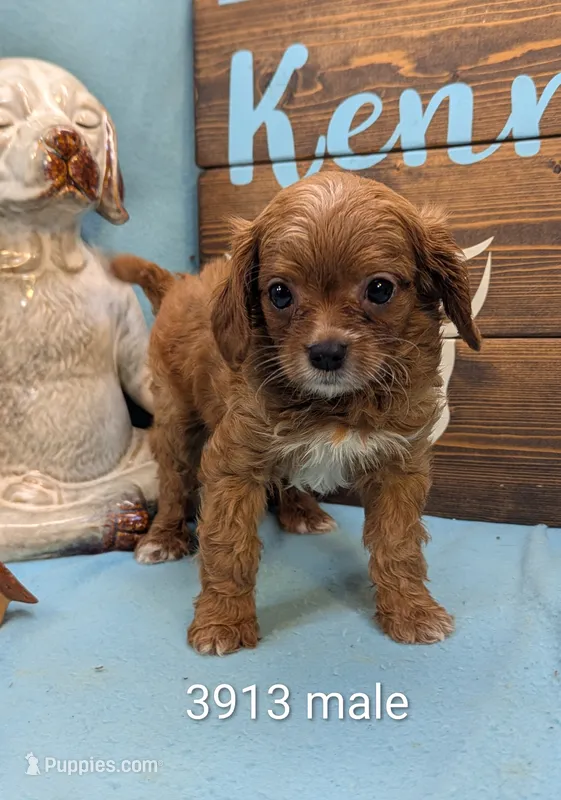 Cavadoo Cutie – Cavapoo puppy for sale in DeKalb, IL
