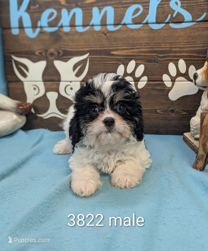 Cava Chon, a male Cavachon for sale in DeKalb, IL – 1 of 1