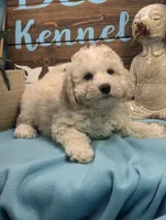 Joy Bear, a female Bichon Frise and Poodle - Miniature  for sale in DeKalb, IL – Photo 2 of 3