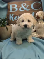 Joy Bear, a female Bichon Frise and Poodle - Miniature  for sale in DeKalb, IL – Photo 3 of 3