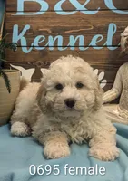 Joy Bear, a female Bichon Frise and Poodle - Miniature  for sale in DeKalb, IL – Photo 1 of 3
