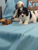 Cava Chon, a female Cavachon for sale in DeKalb, IL – 2 of 3