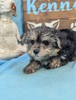 Mr Morkie, a male Morkie for sale in DeKalb, IL – 2 of 4