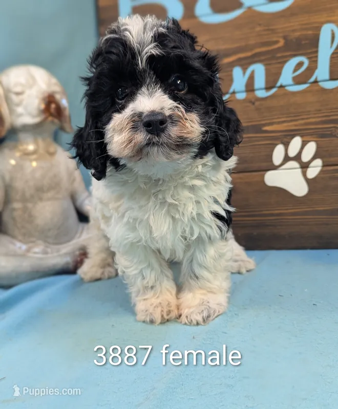 Ms. Cavadoodle – Cavapoo puppy for sale in DeKalb, IL