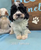 Ms. Cavadoodle, a female Cavapoo for sale in DeKalb, IL – 1 of 1