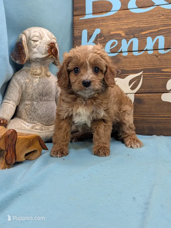 Cavadoo Cutie – Cavapoo puppy for sale in DeKalb, IL