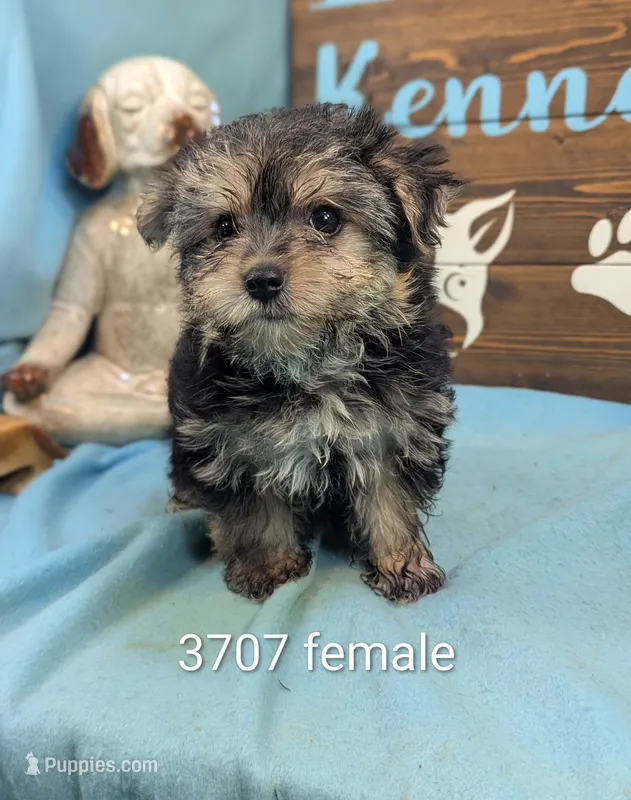 Ms Morkie – Morkie puppy for sale in DeKalb, IL