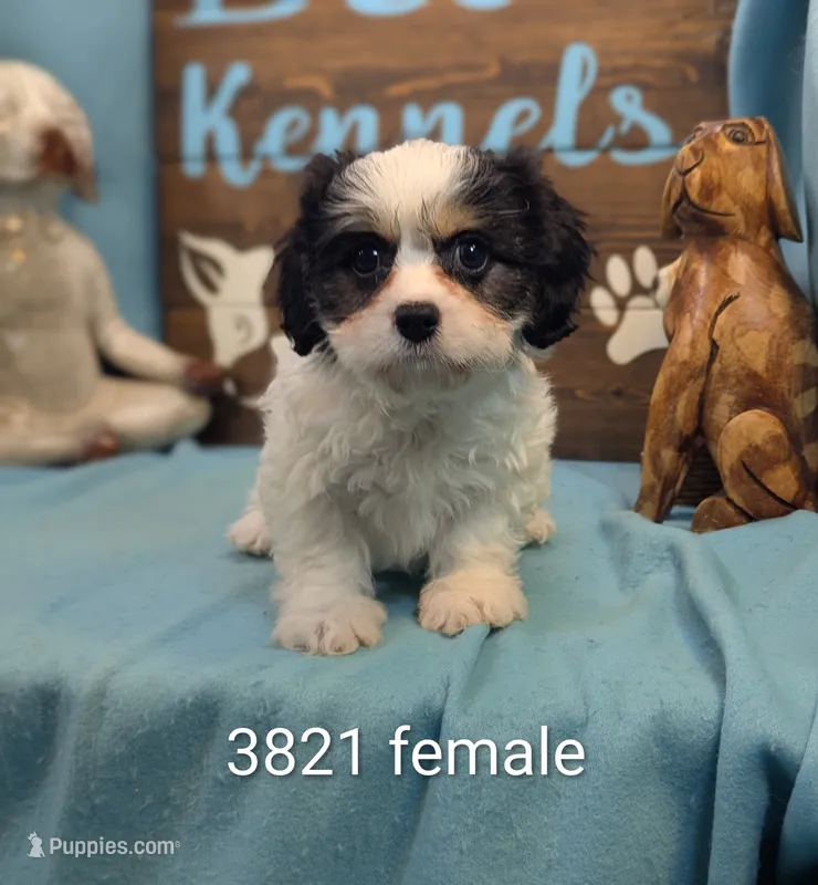Cava Chon – Cavachon puppy for sale in DeKalb, IL