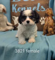 Cava Chon, a female Cavachon for sale in DeKalb, IL – 1 of 3