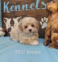 Princess Maltipoo, a female Maltipoo for sale in DeKalb, IL – 1 of 1