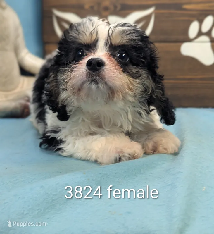 Cava Chon – Cavachon puppy for sale in DeKalb, IL