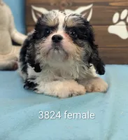 Cava Chon, a female Cavachon for sale in DeKalb, IL – 1 of 3