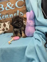 Maltipoo, a male Maltese and Poodle - Toy  for sale in DeKalb, IL – Photo 2 of 3