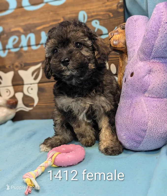 Maltipoo – Maltese, Poodle - Toy  puppy for sale in DeKalb, IL
