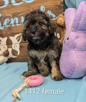 Maltipoo, a male Maltese and Poodle - Toy  for sale in DeKalb, IL – Photo 1 of 3