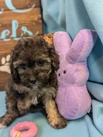 Maltipoo, a male Maltese and Poodle - Toy  for sale in DeKalb, IL – Photo 3 of 3