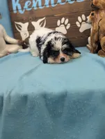 Cava Chon, a female Cavachon for sale in DeKalb, IL – 3 of 3