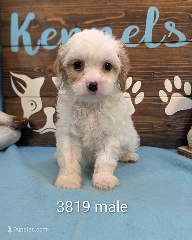 Cavadoodle – Cavapoo puppy for sale in DeKalb, IL