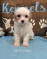 Cavadoodle, a male Cavapoo for sale in DeKalb, IL – 1 of 3