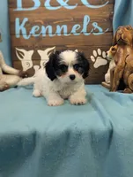 Cava Chon, a female Cavachon for sale in DeKalb, IL – 2 of 3