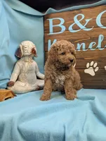 Gold baby, a male Miniature Goldendoodle for sale in DeKalb, IL – 2 of 3