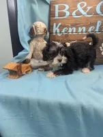 Yo-Chon, a female Bichon Frise and Yorkshire Terrier for sale in DeKalb, IL – Photo 2 of 3