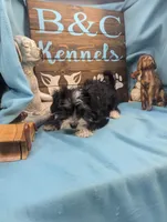 Yo-Chon, a female Bichon Frise and Yorkshire Terrier for sale in DeKalb, IL – Photo 3 of 3