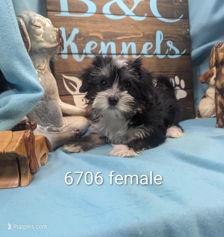Yo-Chon, a female Bichon Frise and Yorkshire Terrier for sale in DeKalb, IL – Photo 1 of 3