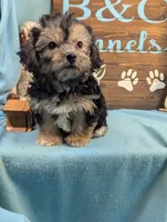 A DOLL ABLE, a male Bichon Frise and Yorkshire Terrier for sale in DeKalb, IL – 3 of 3