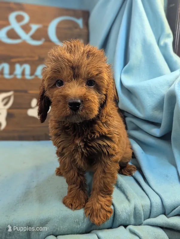 Toy Gld Doodle – Miniature Goldendoodle puppy for sale in DeKalb, IL