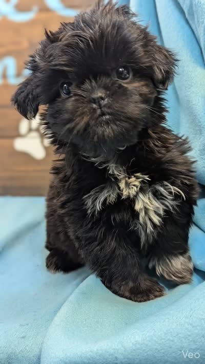 Prince Shih Tzu , a male Shih Tzu for sale in DeKalb, IL – 2 of 5