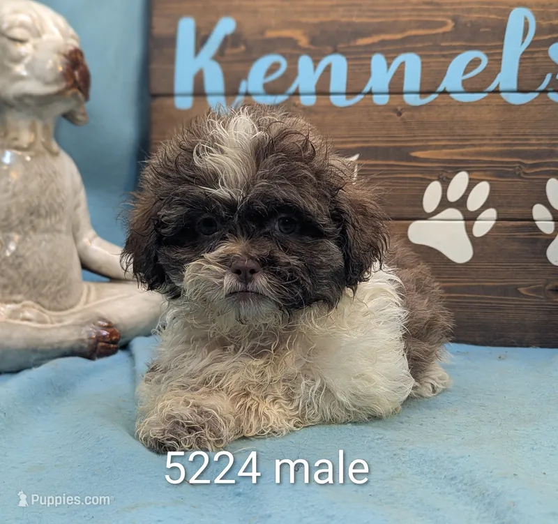 Teddybear – Bichon Frise, Shih Tzu puppy for sale in DeKalb, IL